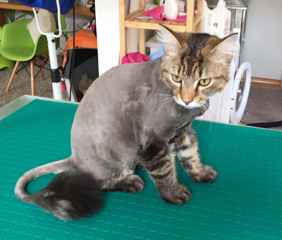 Katze Haare Rasieren